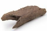 Dinosaur (Thescelosaurus) Jaw Section w/ Tooth Sockets - Montana #235535-1